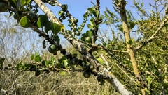 Randia obcordata