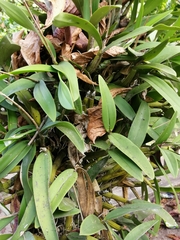 Myrmecophila tibicinis