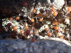 Myrmecocystus melliger