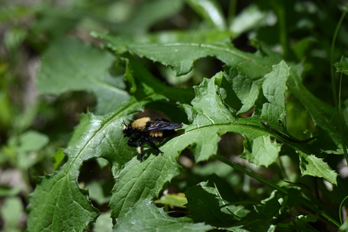 Unknown species found near Visitor Center Trail, Anahuac, TX, US