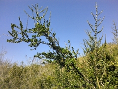 Randia obcordata
