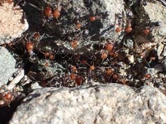 Myrmecocystus melliger