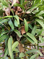 Myrmecophila tibicinis