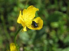 Cryptocephalus sericeus