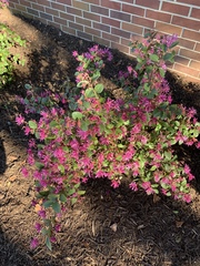 Loropetalum chinense
