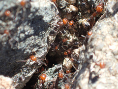 Myrmecocystus melliger