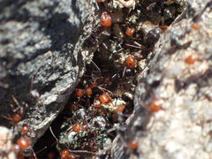 Myrmecocystus melliger