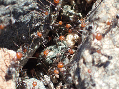 Myrmecocystus melliger