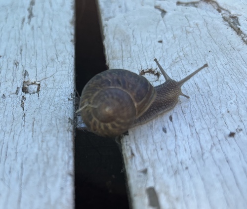 Cornu aspersum
