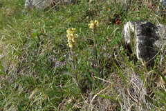 Pedicularis tristis