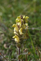 Pedicularis tristis