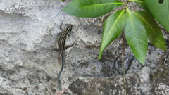 Emoia caeruleocauda