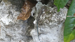 Emoia caeruleocauda