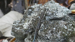 Emoia caeruleocauda