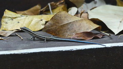 Emoia caeruleocauda
