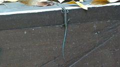 Emoia caeruleocauda