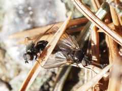 Earomyia lonchaeoides