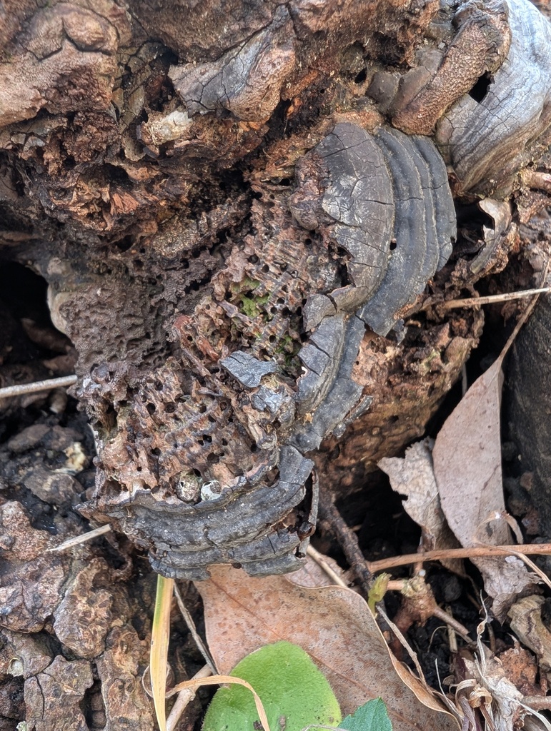 Ganoderma applanatum · March 2026 · photo: © atsushi_nakajima_cirque (iNaturalist, cc-by)