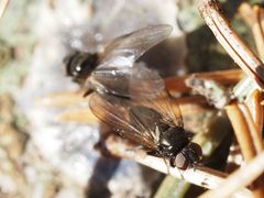Earomyia lonchaeoides