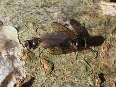 Earomyia lonchaeoides