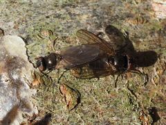 Earomyia lonchaeoides