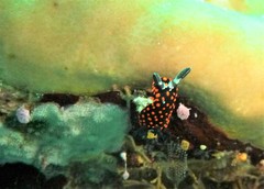 Nembrotha
