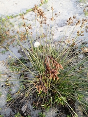 Fimbristylis spadicea