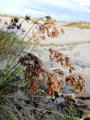 Fimbristylis spadicea