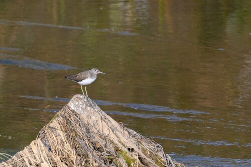 Green Sandpiper