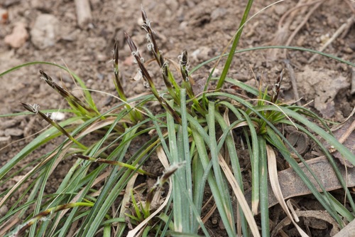 Carex lanceolata, 2026-03-29