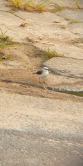 Fluvicola nengeta