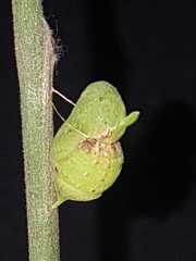 Mimoides thymbraeus aconophos