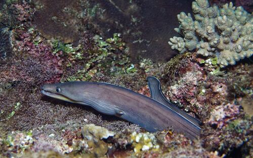 Enchelycore schismatorhynchus observed 2026-03-22