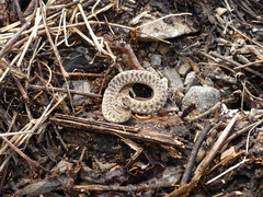 Storeria storerioides