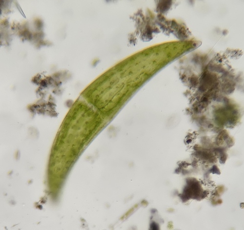 Closterium ehrenbergii, 2026-03-25