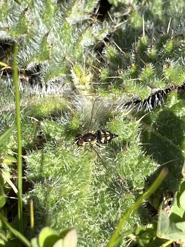Unknown species found near Marion County, OR, USA