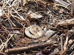 Storeria storerioides