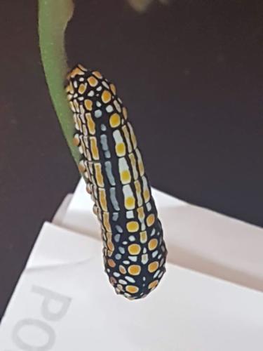 white-crescent swallowtail