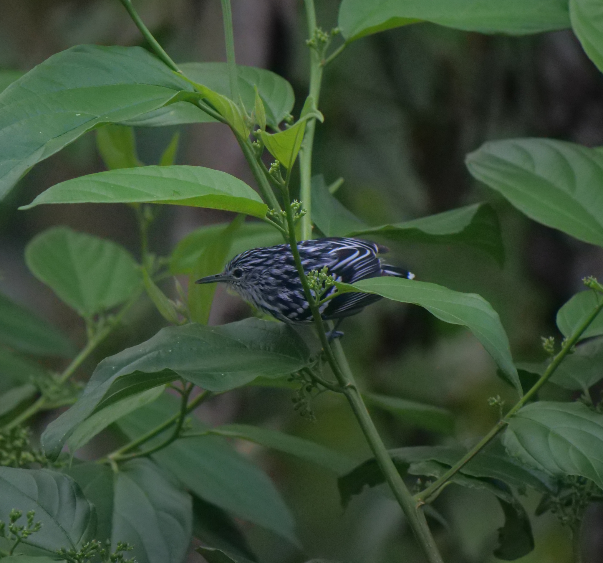 Pacific Antwren (Myrmotherula pacifica), photo 5