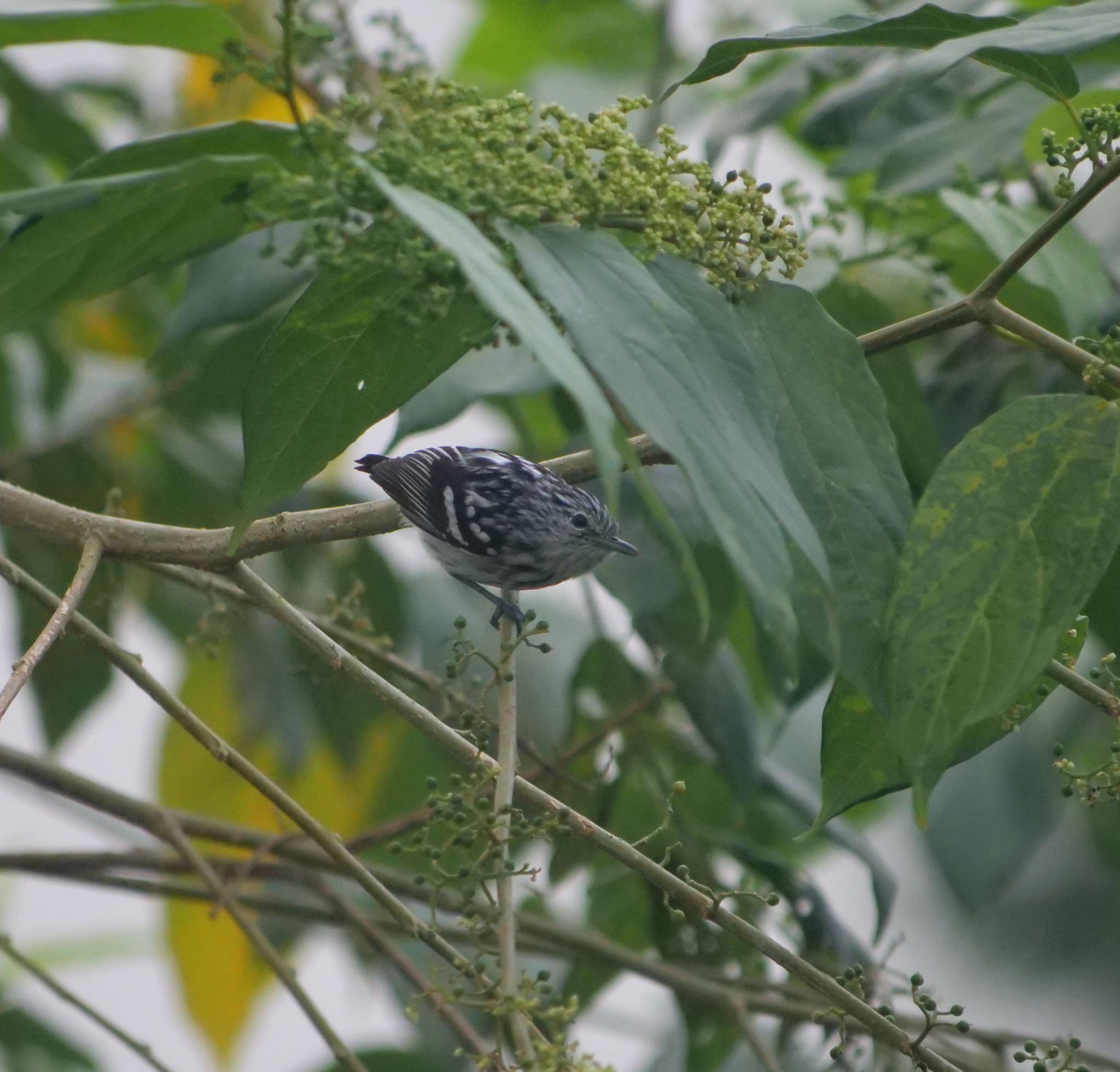 Pacific Antwren (Myrmotherula pacifica), photo 6