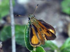 Choranthus vitellius