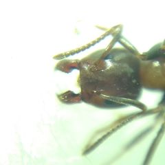 Liometopum microcephalum