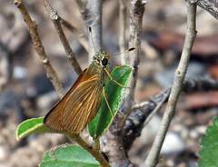 Choranthus vitellius