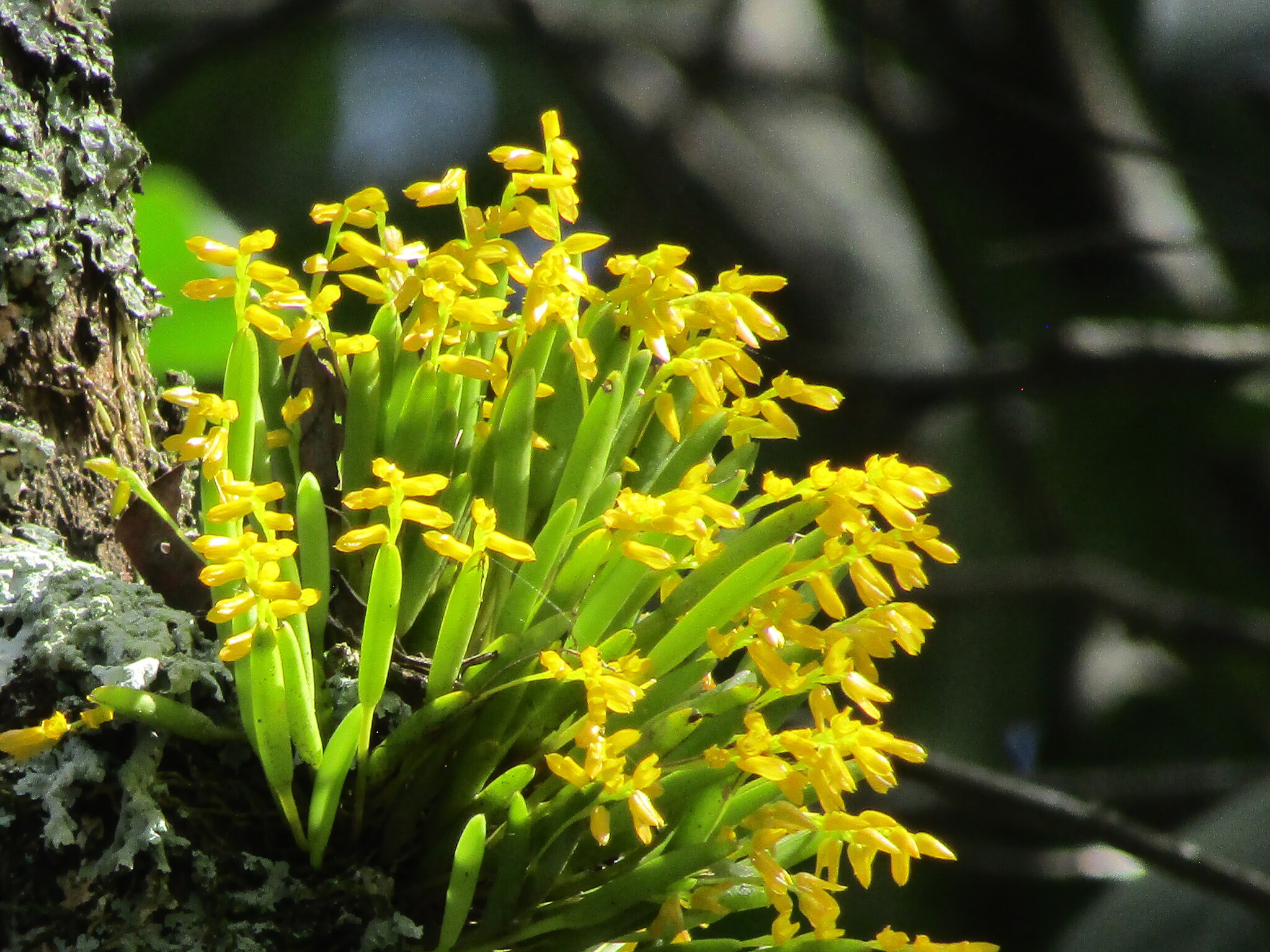 Acianthera sonderiana
