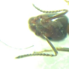 Liometopum microcephalum