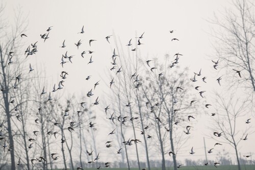 Dunlin