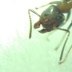 Liometopum microcephalum