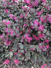 Loropetalum