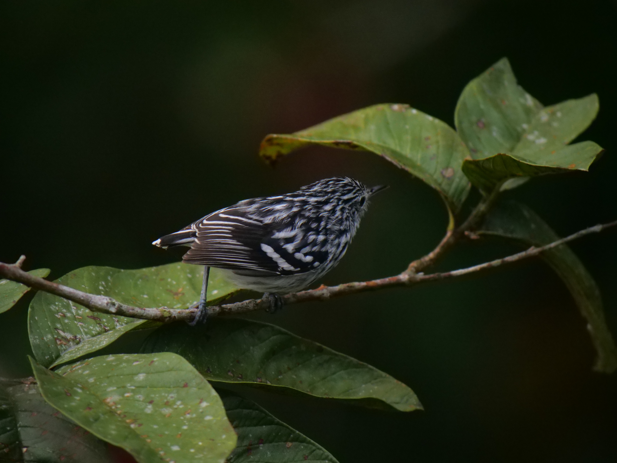 Pacific Antwren (Myrmotherula pacifica), photo 7