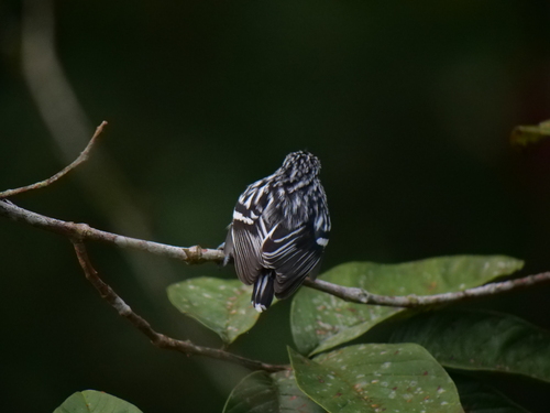 Pacific Antwren (Myrmotherula pacifica), photo 9